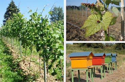 Vignes, vins et biodiversité Vignes, vins et biodiversité