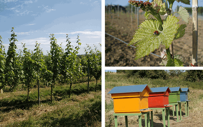 Château de bioul vigne, ruches et biodiversité